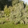 IMG_1323